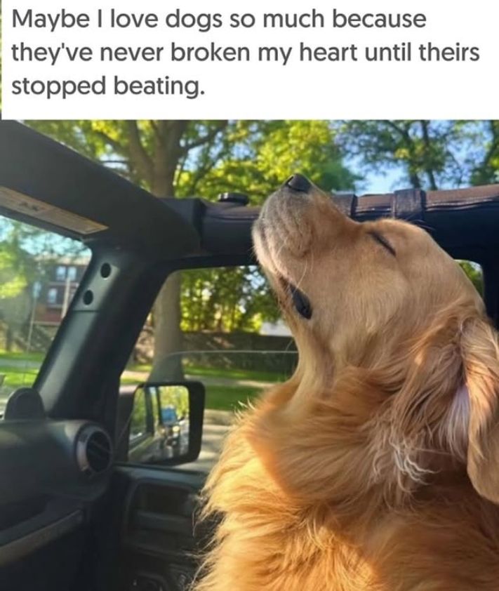 A closeup of a golden retriever in a vehicle, with his head pointing up through the open roof, and his eyes closed.  The caption reads:  "Maybe I love dogs so much because they've never broken my heart  until theirs stopped beating"