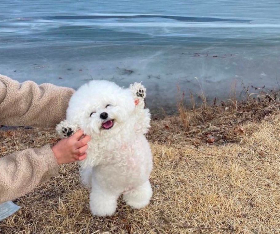 A little white dog, standing in front of a lake, with its front paws held up in the air by a woman’s hands. The dog looks like it has a happy smile on its face. 