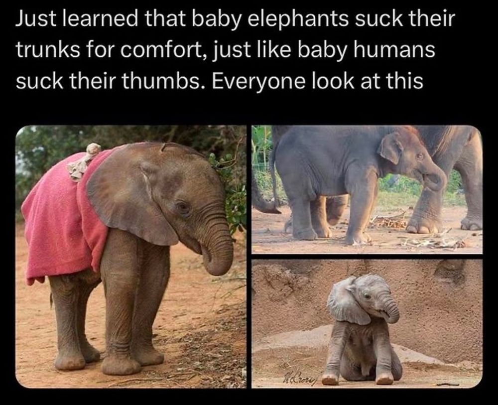 Three pictures of baby elephants that have the end of their trunks in their mouths.  The text reads, "Just learned that baby elephants suck their trunks for comfort, just like baby humans suck their thumbs.  Everyone look at this"