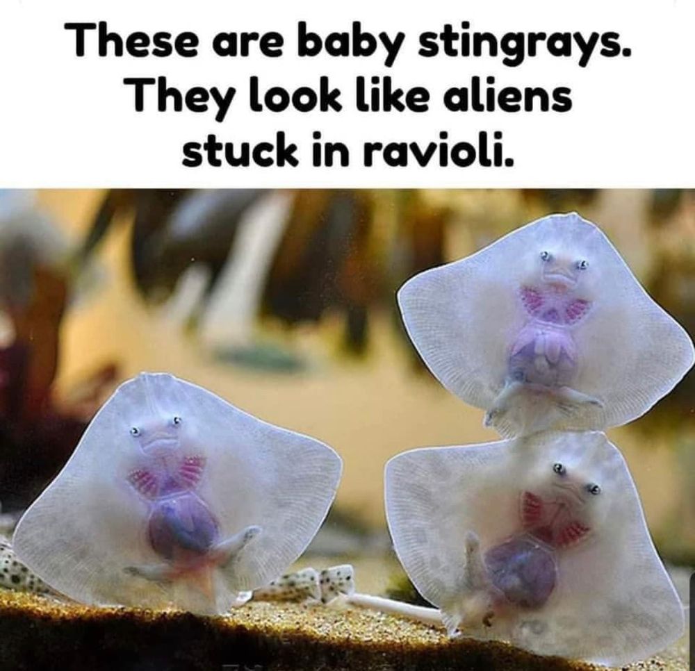 Baby stingrays are facing out from the side of a fish tank. The text reads: 