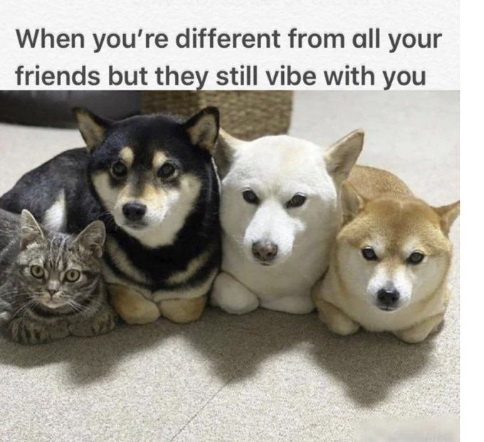 A picture of a cat and three dogs, all laying down in the same way, with their front legs curled under them. The text says, "When you're different from all your friends but they still vibe with you"