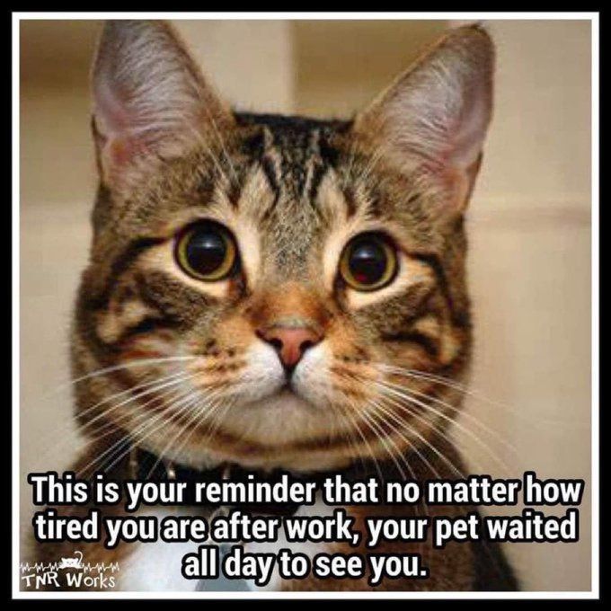 The head and shoulders of a tabby cat are showing, with the kitty looking at the camera.  The text reads:  "This is your reminder that no matter how tired you are after work, your pet waited all day to see you." 