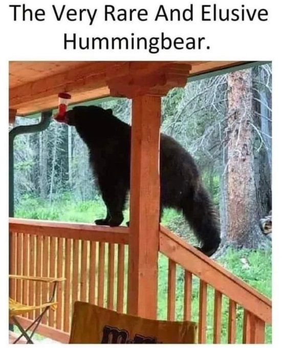 A bear is standing on the railing of a deck, licking nectar out of a hummingbird feeder. The text reads, 