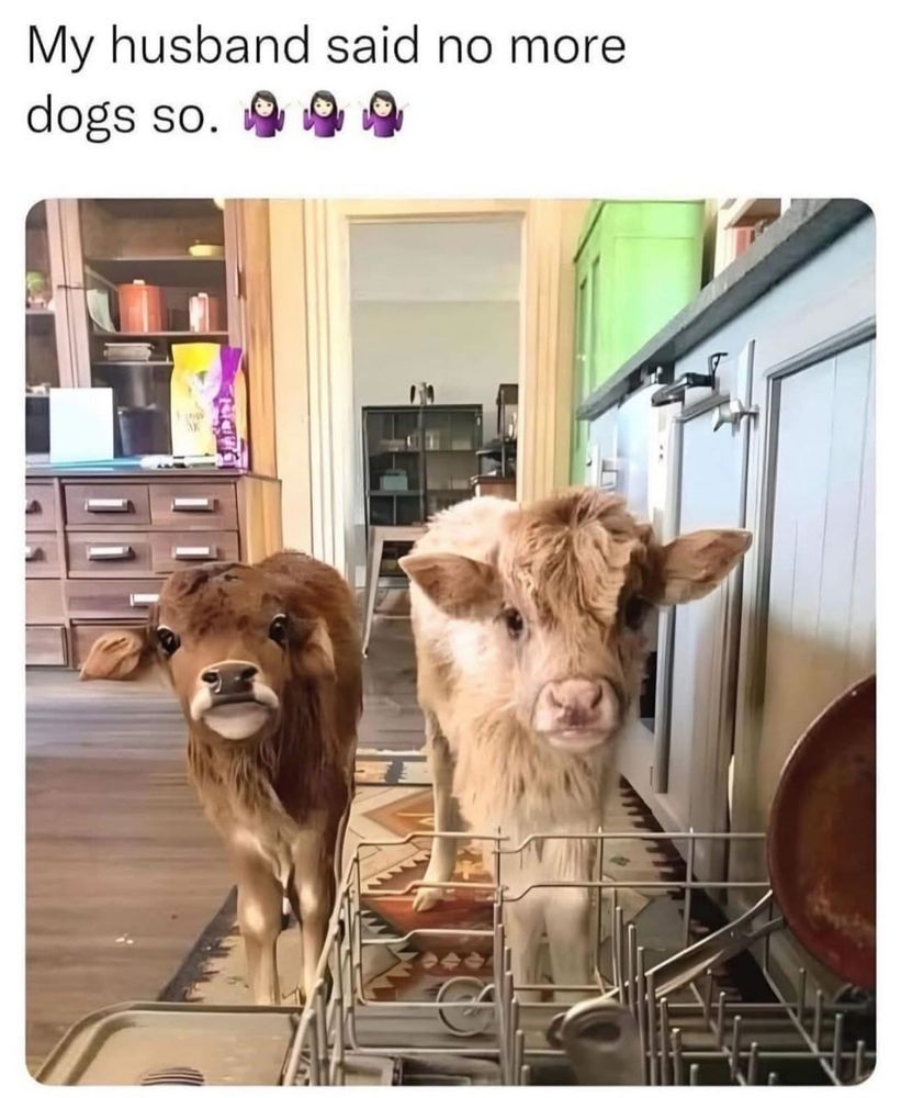 A picture of two calves standing in the kitchen by an open dishwasher.  The test reads "my husband said no more dogs so..." with three shrug emojies