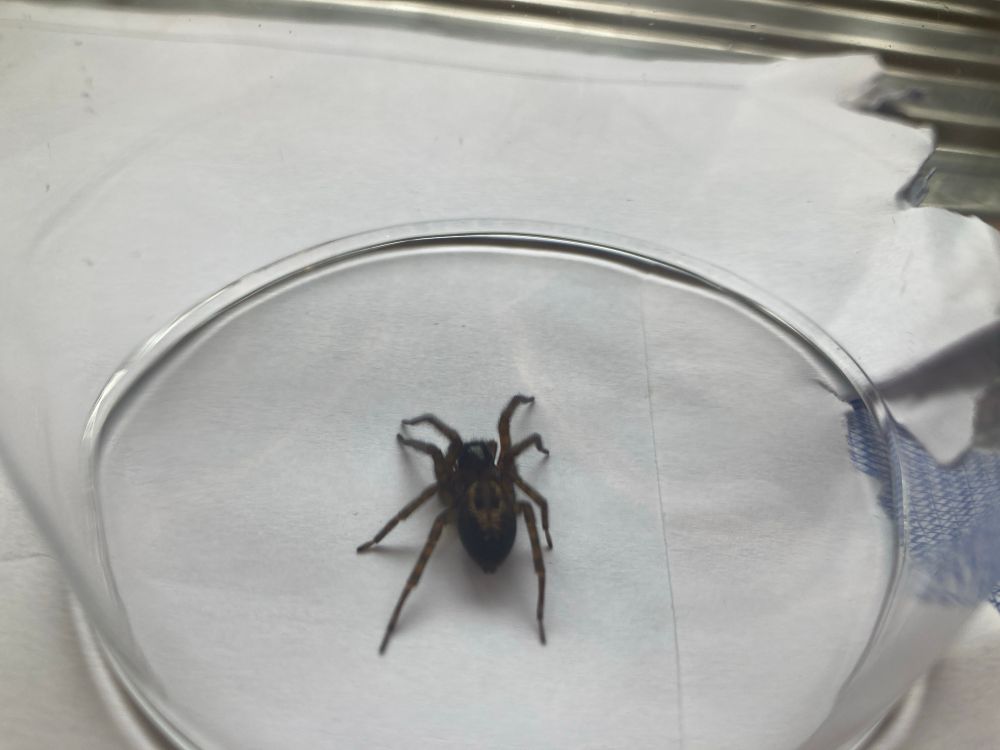 spider trapped in a glass