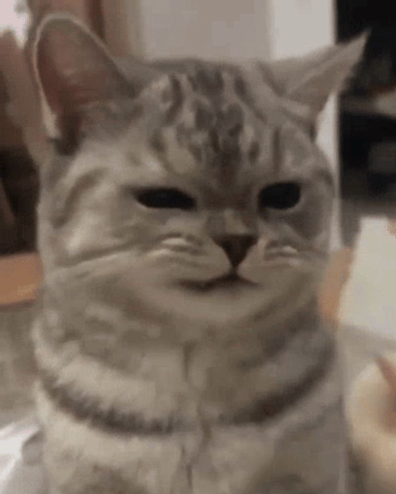 a close up of a cat 's face sitting on a table looking at the camera .