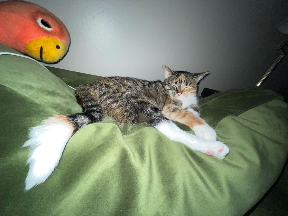 my kitty scramps laying on my couch