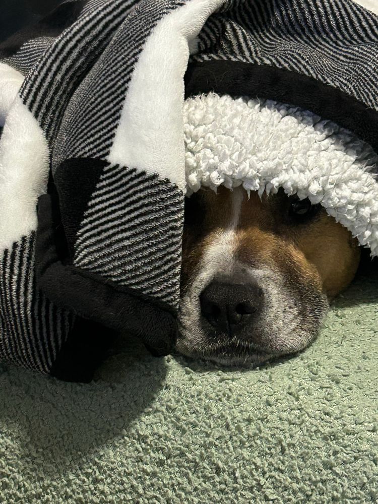 Tan dog laying underneath a black and white checkered blanket, with only its face peeking out. 