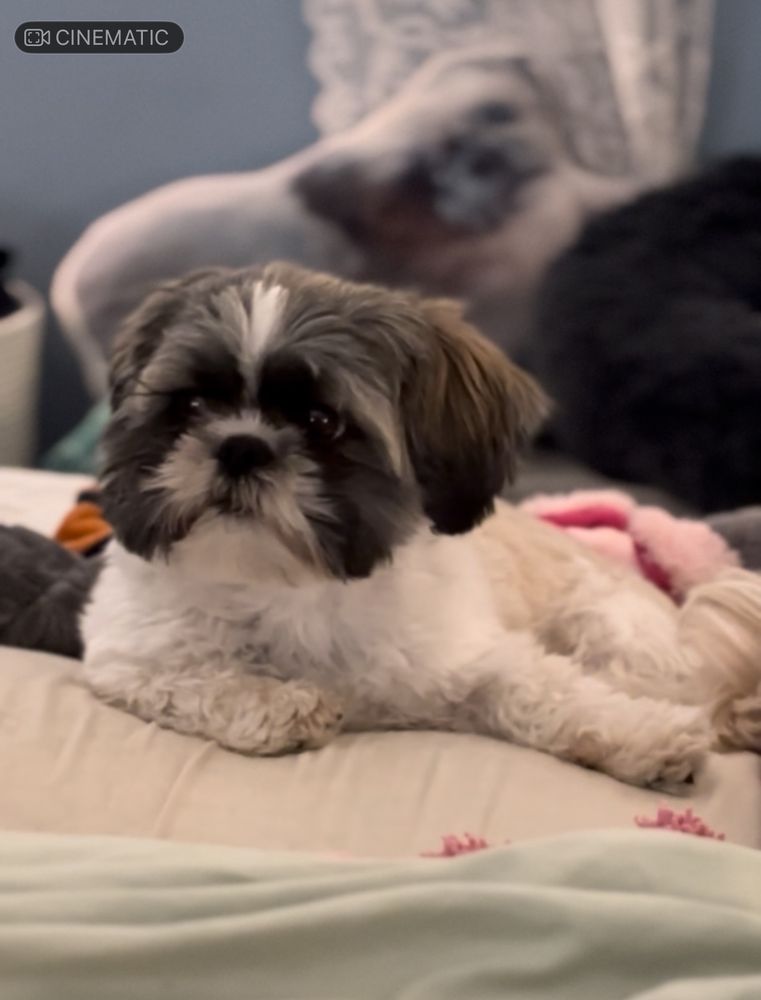 Black and white shih tzu poses on pillow.  Astonishingly cute