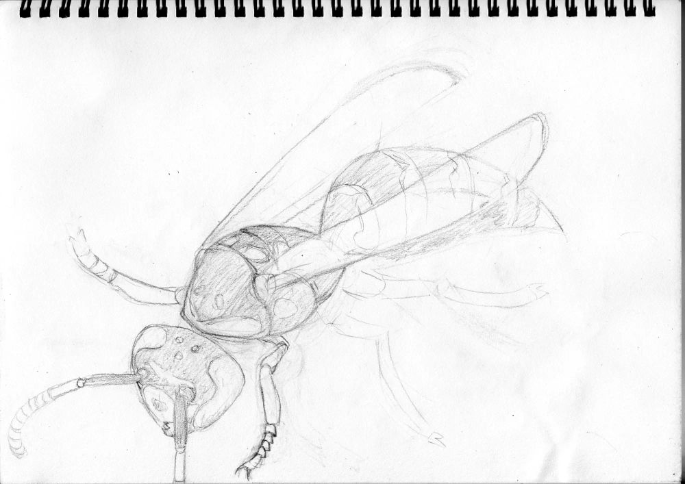 detailed sketch of a wasp, not done, one antenna didn't quite fit in the paper so it's partly cut off