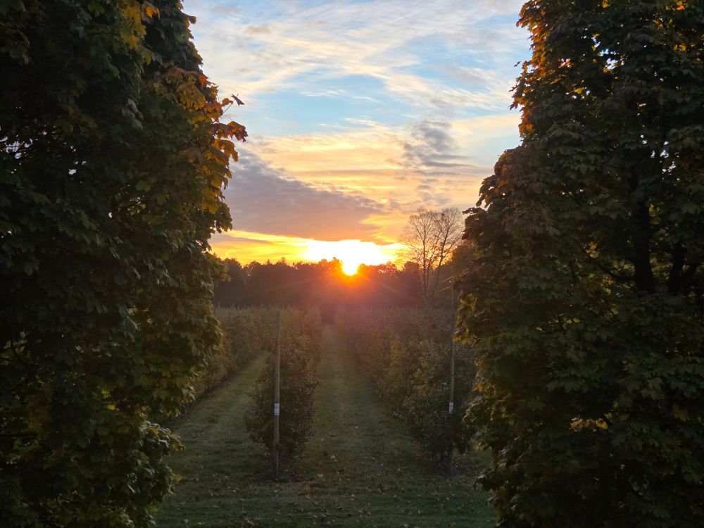 Rising sun reflecting off of streak of clouds above an espaliered apple orchard. 