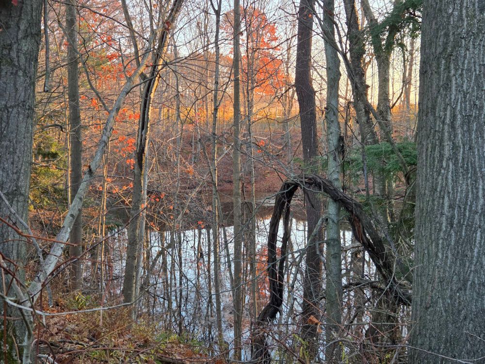 Golden sun highlighting late fall leaves in shades of orange, mirrored in a clear, still pool of water.