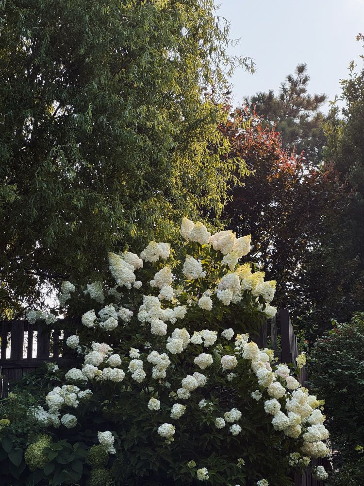 Photo of a tall blooming hydrangea bush set against several deciduous trees