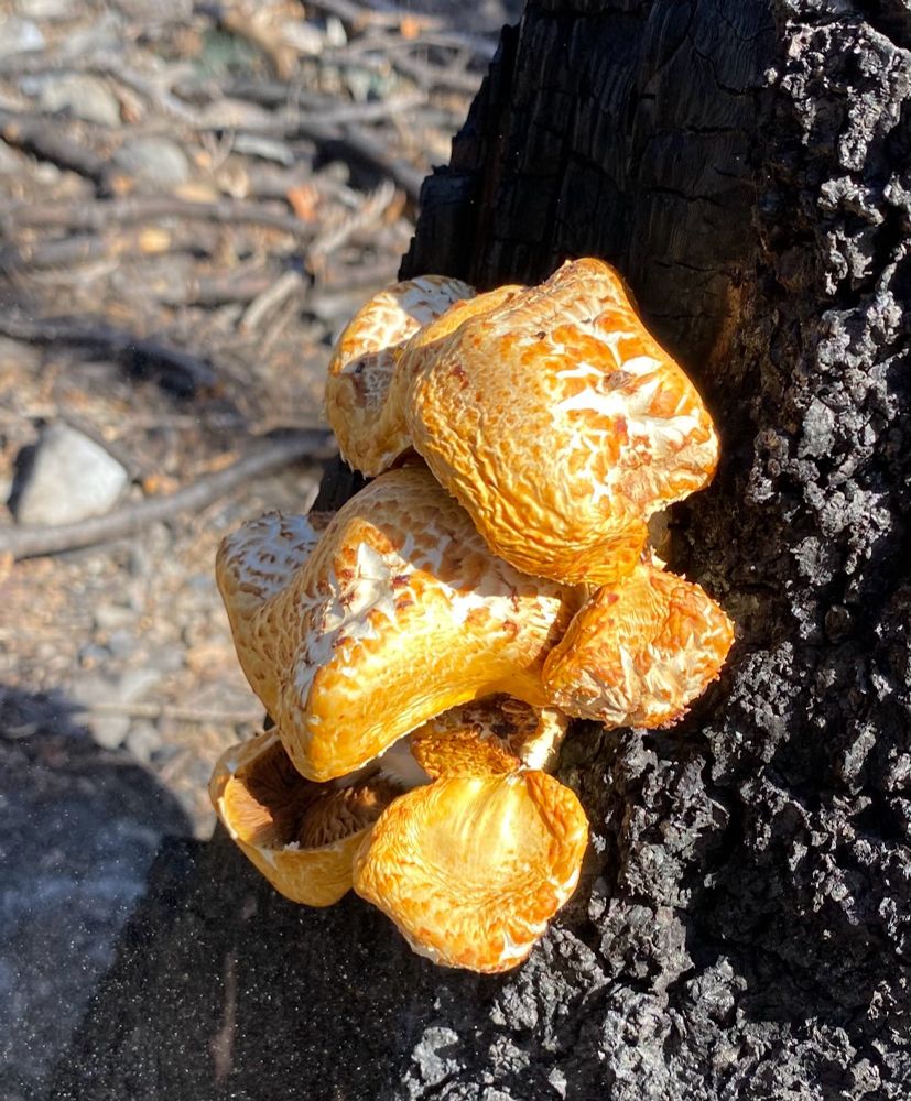 Yellow fungi on fire blackened tree stump 