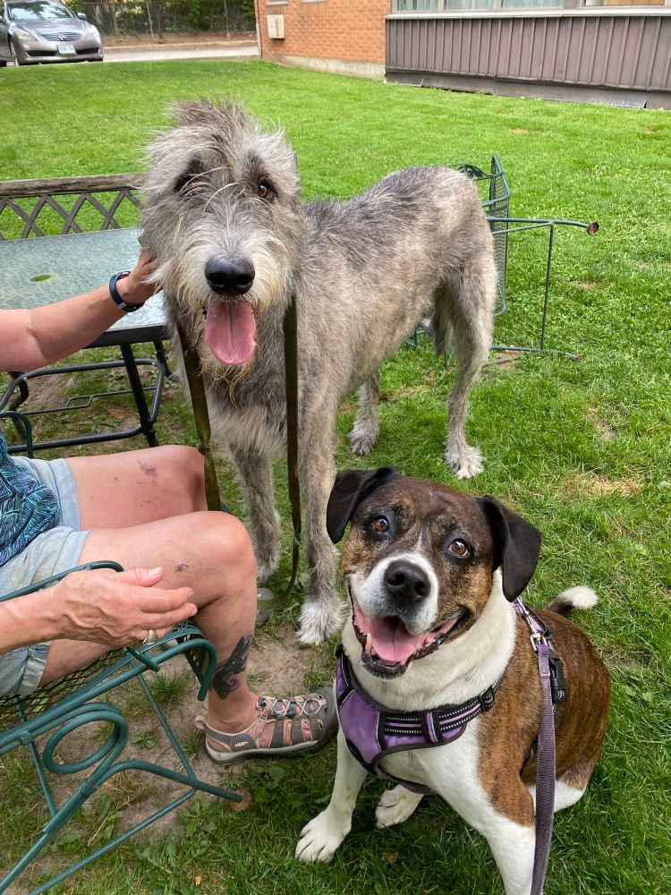 A grey wolfhound, looking a bit like a Henson creation, stands behind a large, sitting brown brindle and white bully mutt who is wearing a purple and black harness. Both are smiley, tongues out. A partially unseen woman grips the wolfhound to keep her from wandering off.