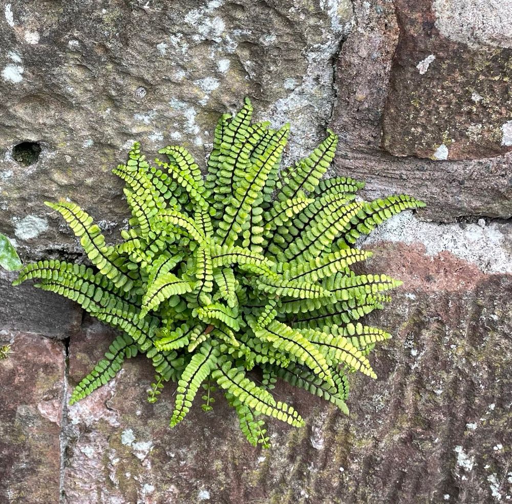 Fern growing from the wall around Carlisle Cathedral. Liverwort?