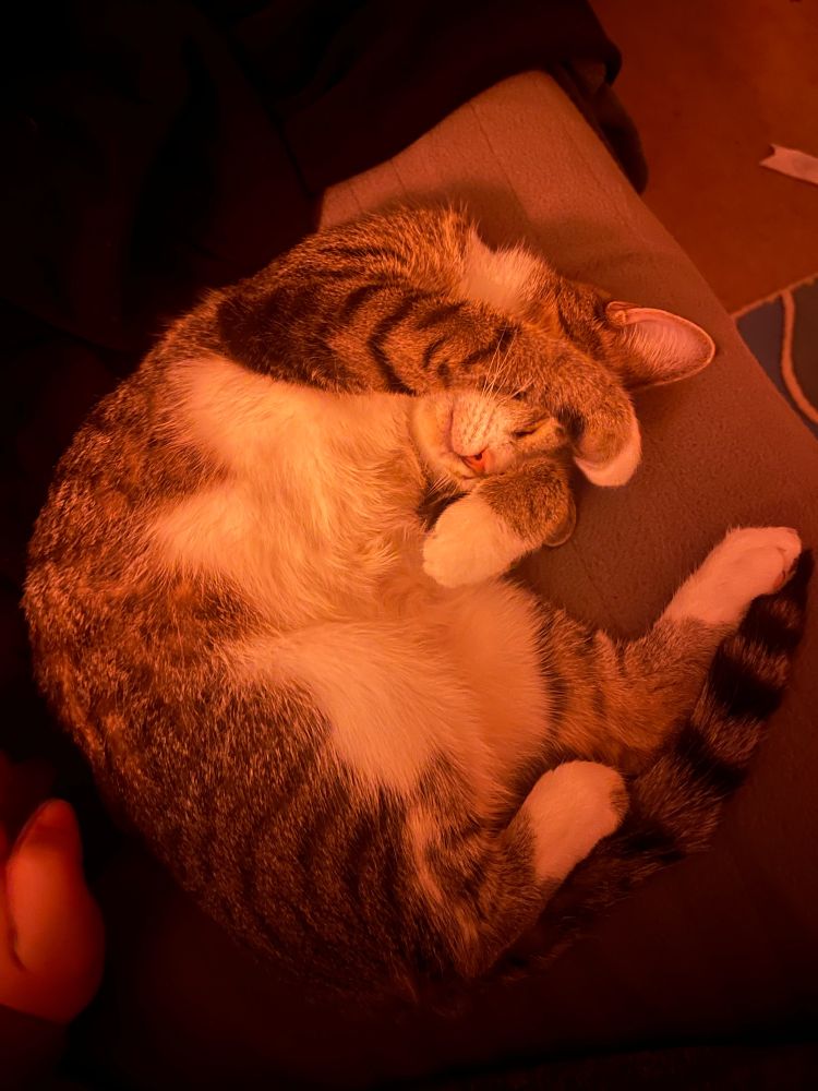 Another image of Hachi sleeping in a curled up position comfortably covering her face with one paw.