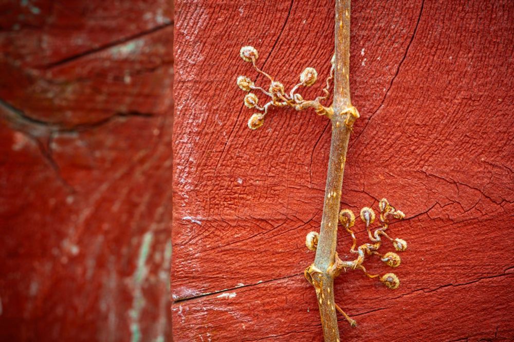 This image shows a dried Creeping Virginia vine tendril clinging to a textured red wooden surface. The vine's curling, desiccated structure contrasts against the vivid, weathered wood, emphasizing the natural decay and organic texture. The close-up shot highlights the intricate details of both the vine and the wood grain, creating a rustic and earthy atmosphere.