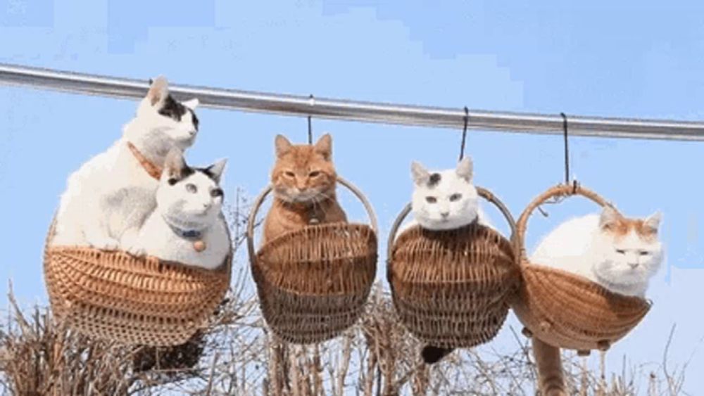 a group of cats sitting in baskets hanging from a wire