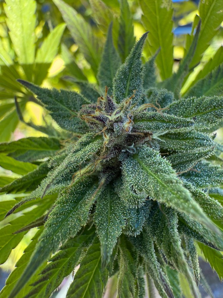 Close up of a Blue Dream cannabis bud. Crystals are visible, she’s pretty. 