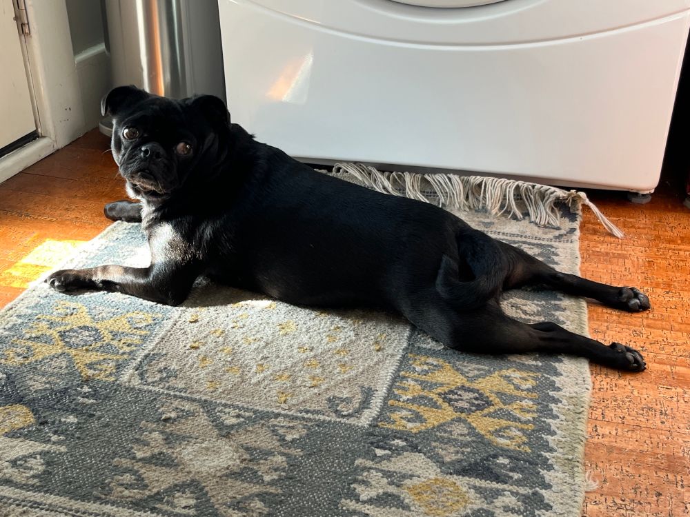 A lounging pug