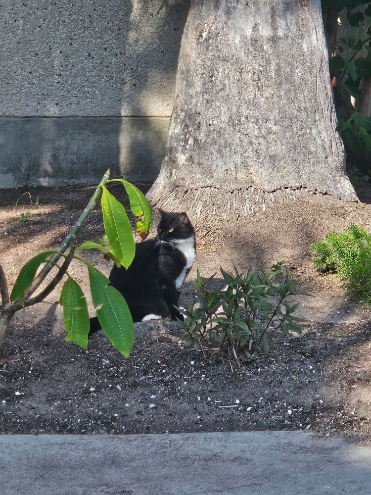 a black cat with white markings, in a somewhat tuxedo pattern. the cat is sitting on the ground near the base of a tree. the cat's body is in profile facing to the right, and the cat's head is in 3/4ths view facing left.