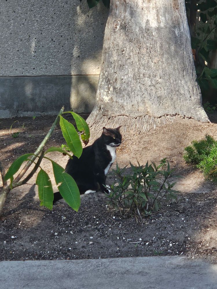 another photo of the same cat, but now the cat's head is facing the same direction as their body, to the right. in this angle, the white markings on the cats face look like a mustache.