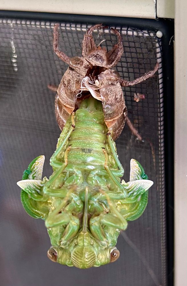 Green cicada emerging from dirt-encased shell