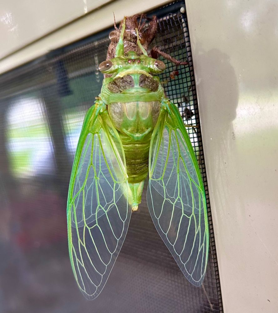 Fully emerged green cicada with fully unraveled wings, standing on shell waiting for wings to dry before taking flight 