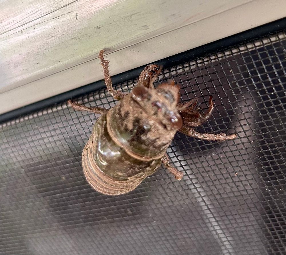 Brown, dirt covered cicada nymph