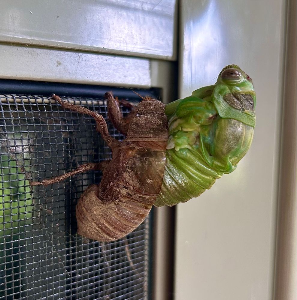 Green cicada about 30 percent emerged from shell