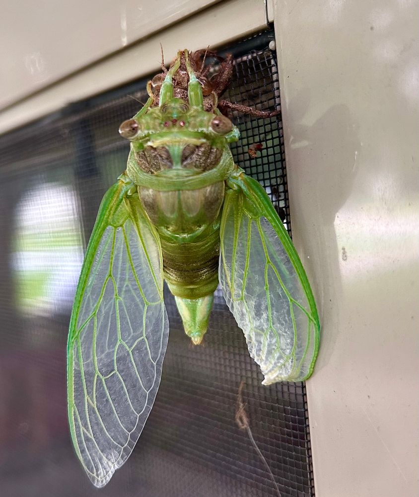 Green cicada, fully emerged from shell- left wing is nearly fully open, right wing is still crinkled and curled at the bottom