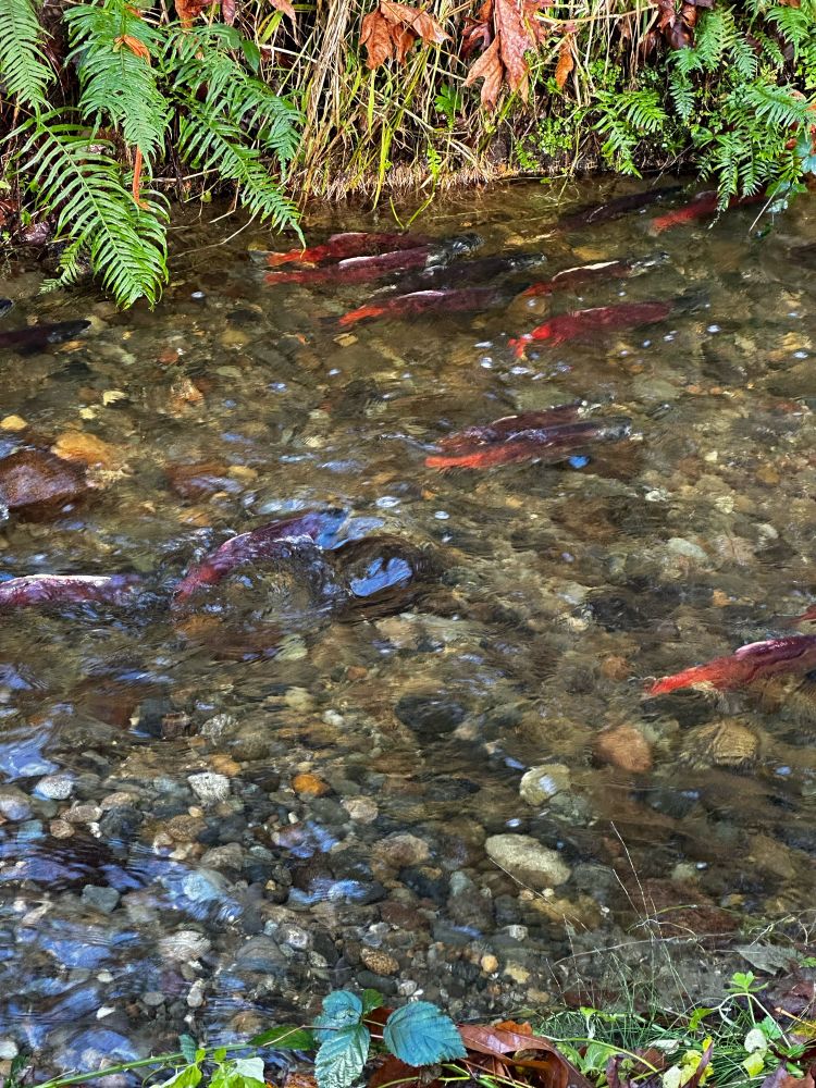 About ten red fish - 'Kokanee,' a non-anadromous, lake-locked sibling of sockeye salmon - swimming upstream in a small, gravelly creek in Sammamish.