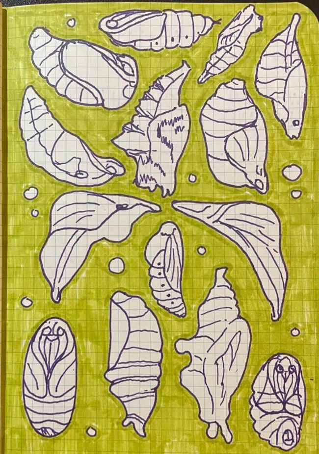 a series of pen drawings on graph paper. Each one is of a different cocoon belonging to either a moth or a butterfly. The background is colored lime green