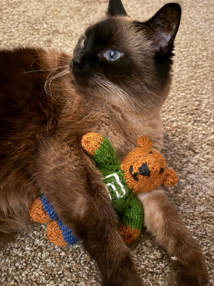 Siamese cat holding a small teddy bear 