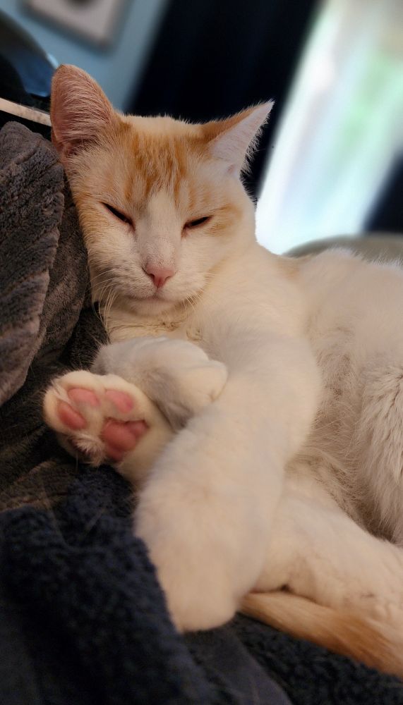 tofu cat laying against a pillow and looking at me through sleepy eyes. 