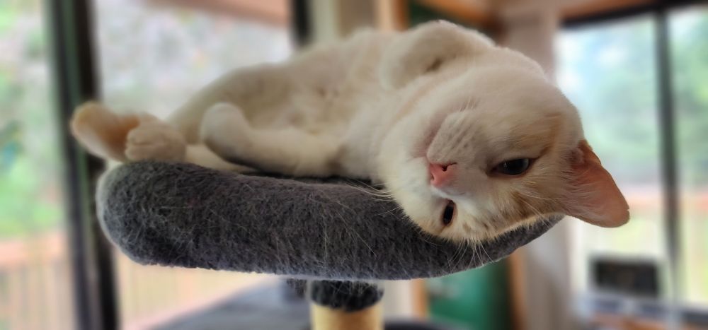 tofu cat on cat tree laying on back with head dangling off the edge upside down