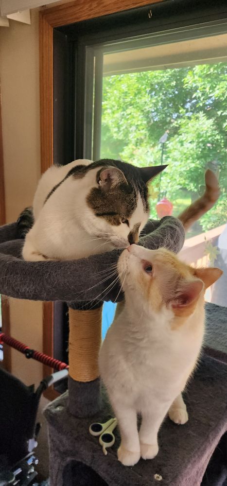 tesla cat laying down on one level of a cat tree, tofu cat standing up, touching noses together 