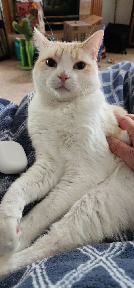 tofu cat looking mildly shocked 