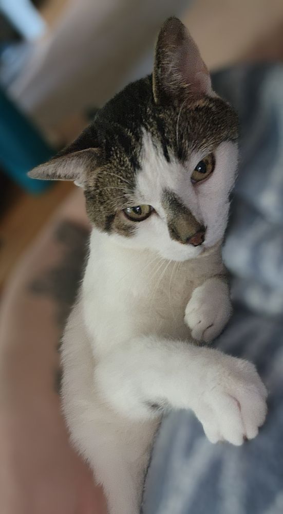 tesla cat