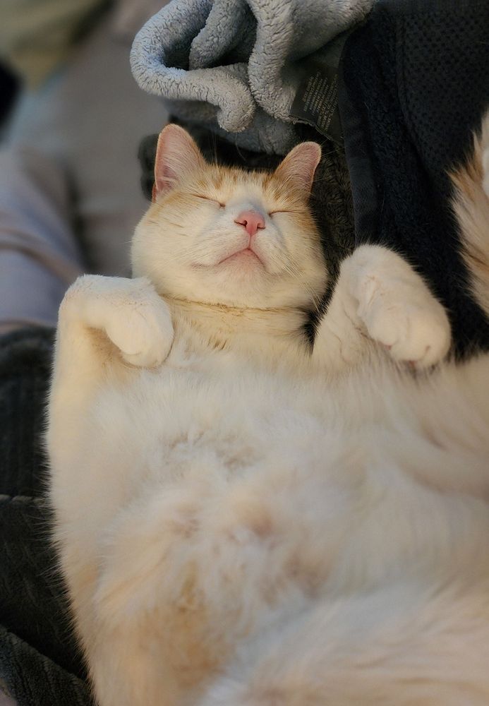 tofu cat asleep on his back, waiting for belly rubs