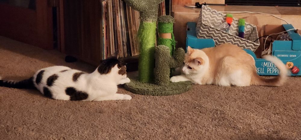 both cats staring intently into the cat scratcher from opposite sides of it
