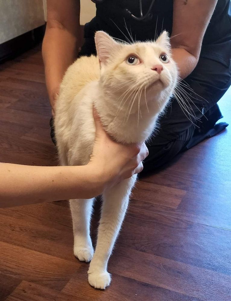 tofu cat at the vet with very wide eyes looking up and back as the vet handles him from behind