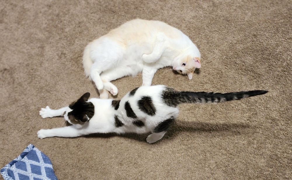 tofu cat laying on his back on the carpet staring at the butt of tesla cat, who is doing the head down ass up part of the classic cat stretch 