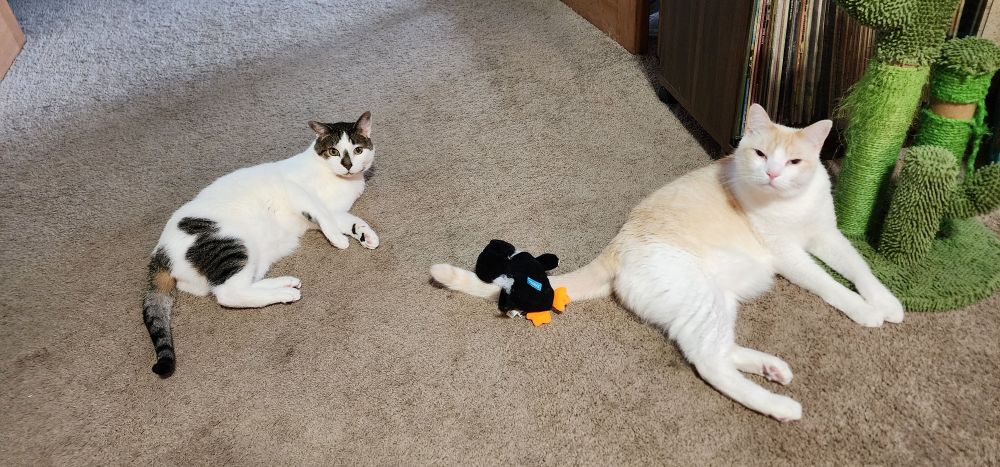 tofu cat with stuffed penguin on his tail, tesla almost in paw's reach to attack the toy