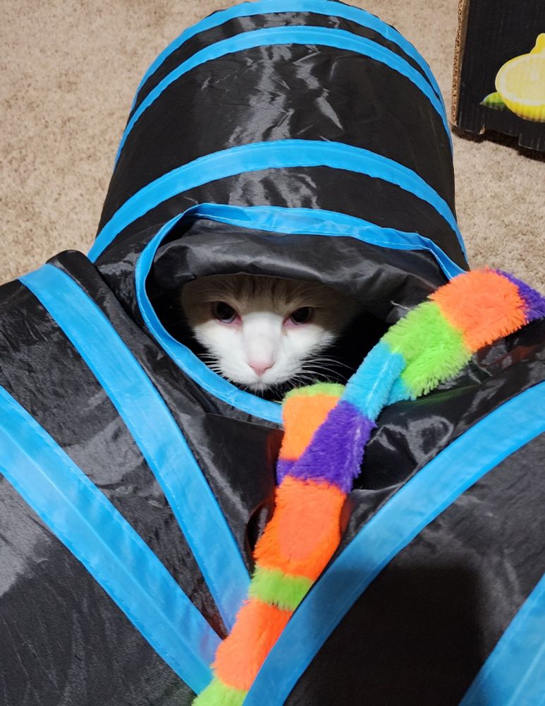 tofu cat's face visible through a hole on the top of his cat tunnel