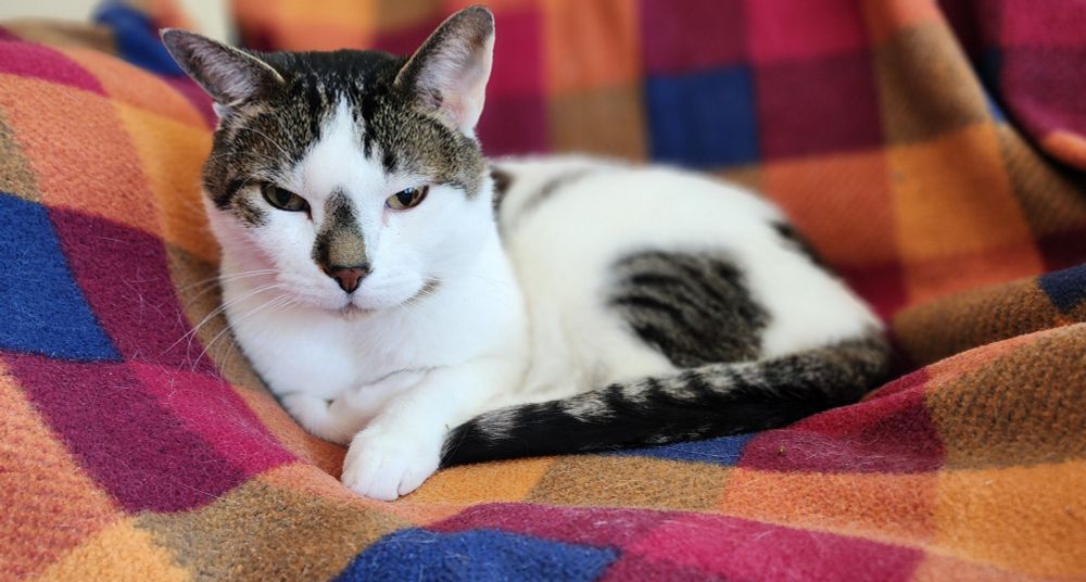 black and white cat with a very nonplussed expression 