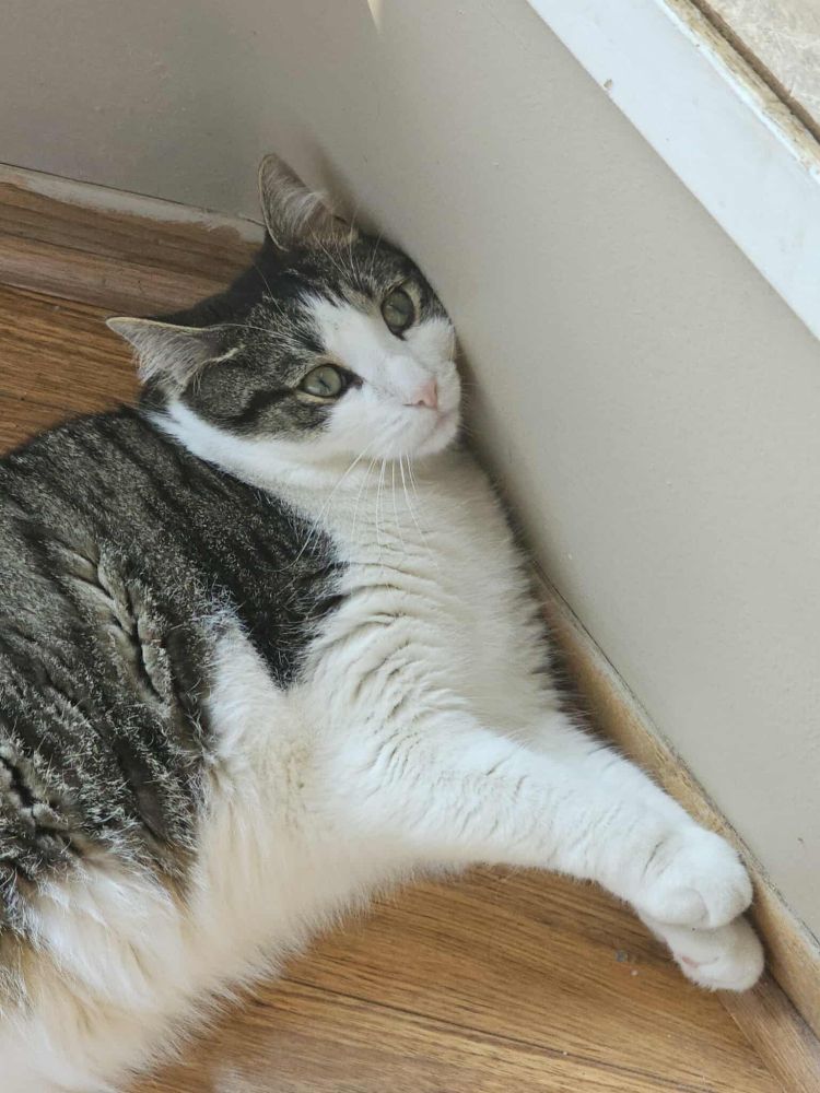 abe the chonky cat, having an existential crisis 