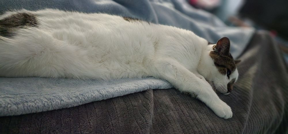 tesla cat 