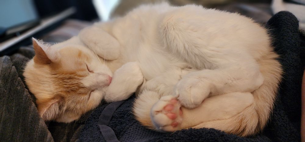 tofu cat all curled up asleep